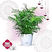 Nurturing Green Chamaedorea Palm Plant in Hermes Pot for home (Live Indoor Parlour Plant with pot for livingroom, bedroom, office etc) - Air Purifying Plants for Home