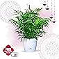 Nurturing Green Chamaedorea Palm Plant in Hermes Pot for home (Live Indoor Parlour Plant with pot for livingroom, bedroom, office etc) - Air Purifying Plants for Home
