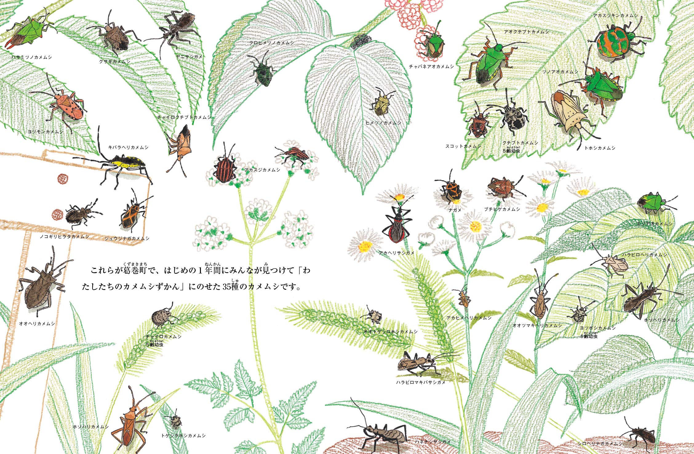 わたしたちのカメムシずかん やっかいものが宝ものになった話 たくさんのふしぎ傑作集 鈴木 海花 はた こうしろう 本 通販 Amazon