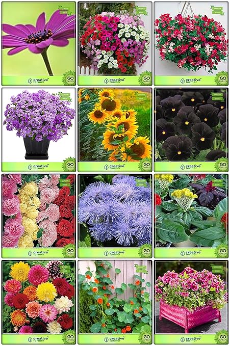 Creative Farmer Summer Combo Flower Seeds : Petunia-Star, Sweet Pea, Verbena- Blue, Sunflower Giant Dwarf, Black Pansy, Hollyhocks, Ageratum Balls, Celosia Dwarf, Dahlia Beauty, Nasturtium Africa Mix, Schizanthus Angel Wings Mix, Acrotis Grandis Fruit Seeds For Home Garden