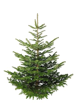 Echter Premium Weihnachtsbaum Nordmanntanne Tannenbaum Christbaum frisch geschlagen 1. Wahl versch. Größen (125-150 cm)