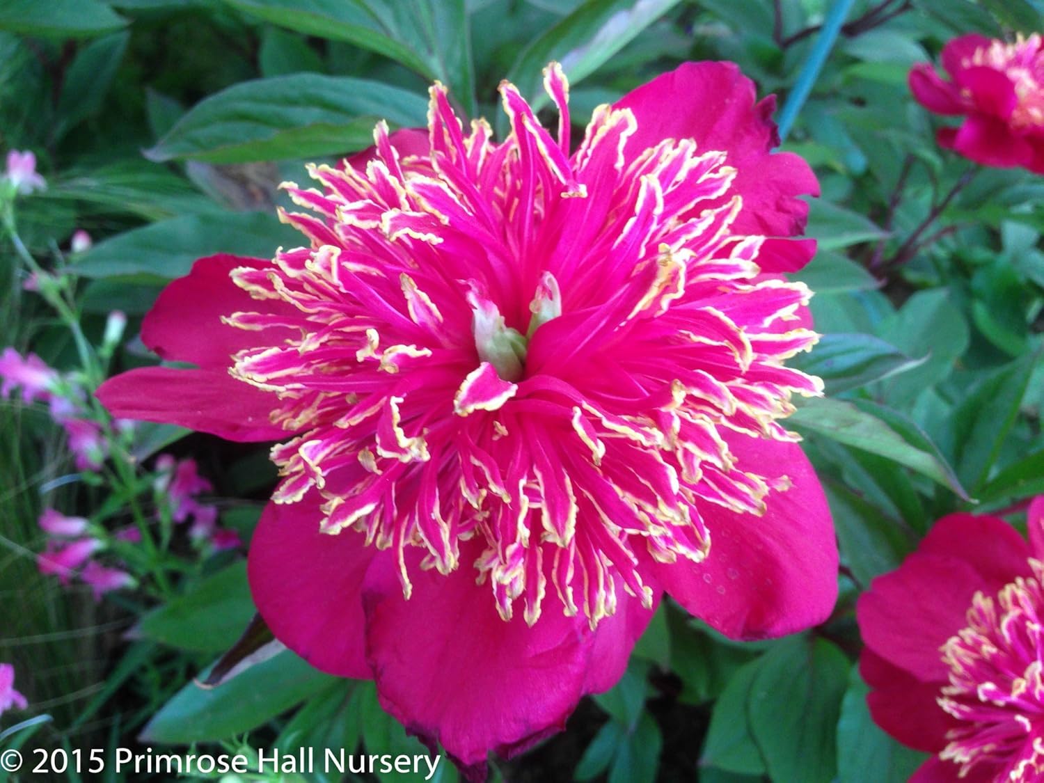 Peony lactiflora �Charles Burgess�, HUGE 5.5lt (22cm