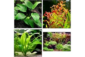 Aquatic Discounts - 3 Types of Easy/Beginner Live Aquarium Plants - Anubias + Ludwigia + Amazon Sword BUY2GET1FREE!