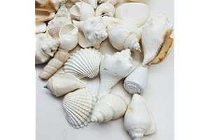 PEPPERLONELY Large White Shell Mix Sea Shells, 16 OZ Apprx. 1 Inch ~ 3 Inch