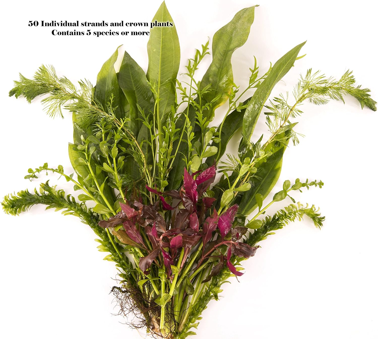 50 Live Aquarium Plants Collection Of Aquatic Plants For Your Fish Tank