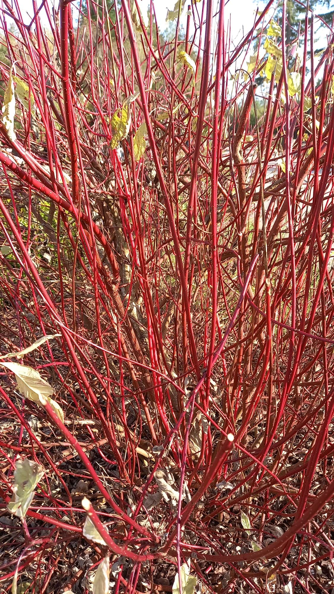 F&G Supplies 10 Red Dogwood 2-3ft Hedging Plants,Beautiful Red Bark Cornus Alba Sibirica