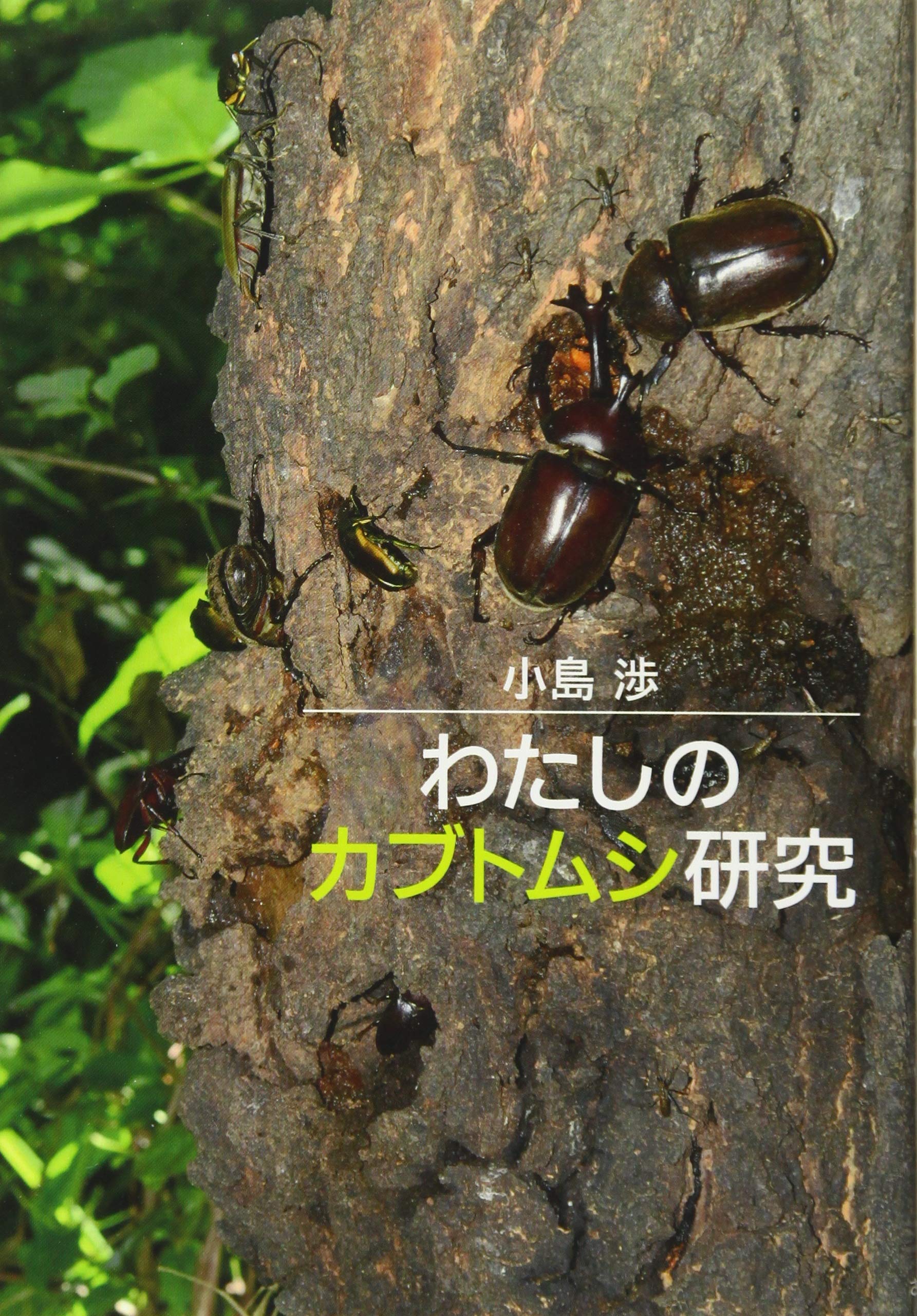 わたしのカブトムシ研究 渉 小島 本 通販 Amazon