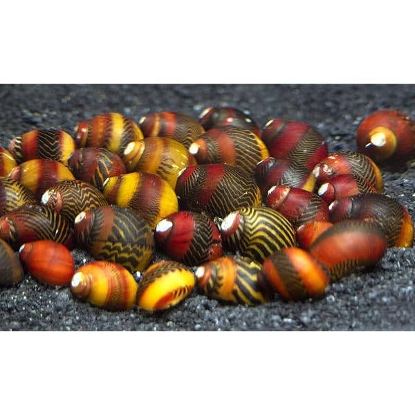 Creatures Promo Code Red-Racer Nerite Snails - 3 Pack Freshwater ...