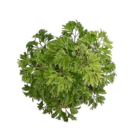 Root Bridges Green Aralia Indoor Plant (Pot Included)