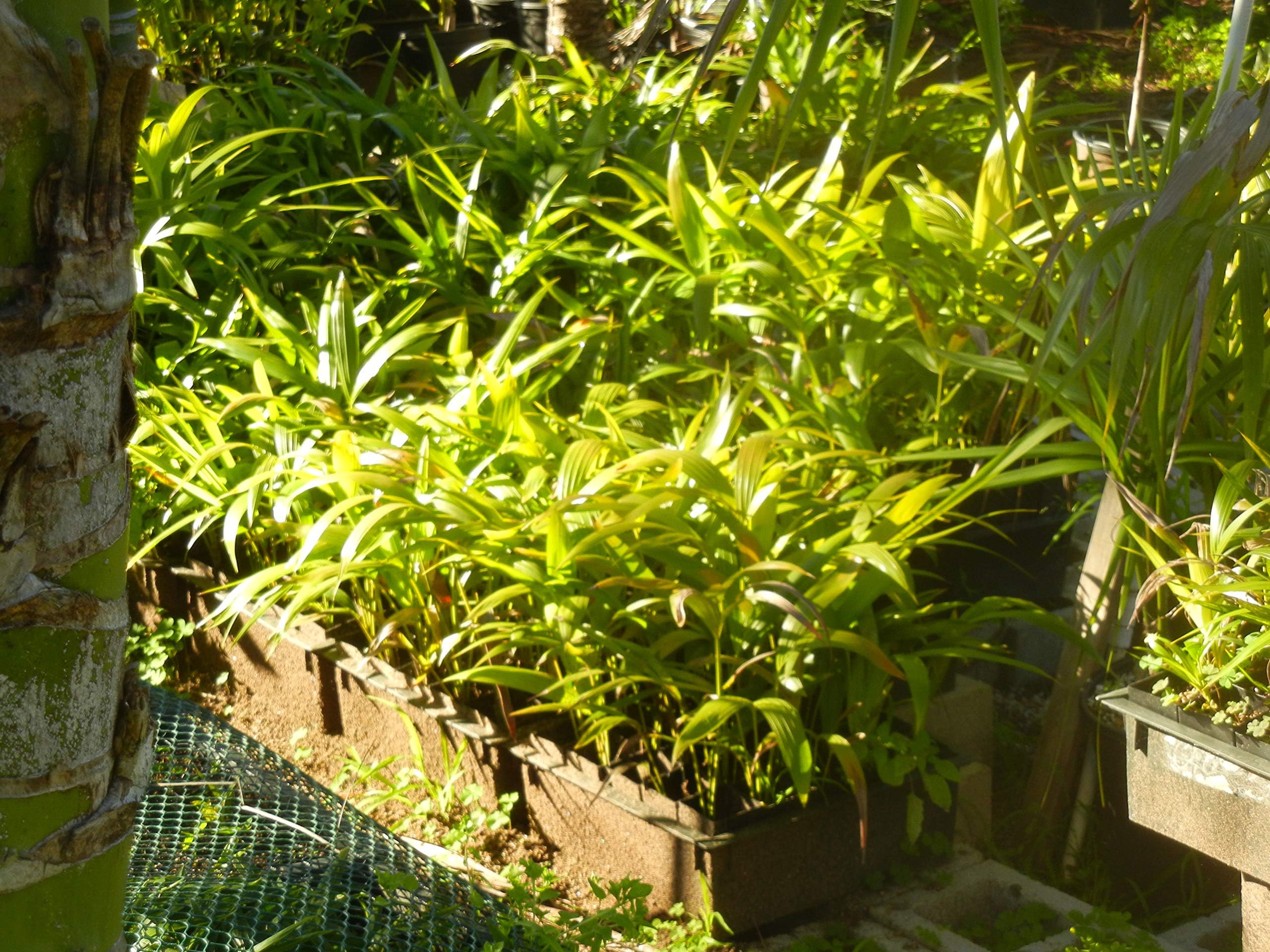 Kentia Palm Seedlings (Five Bare Root seedlings per Order)