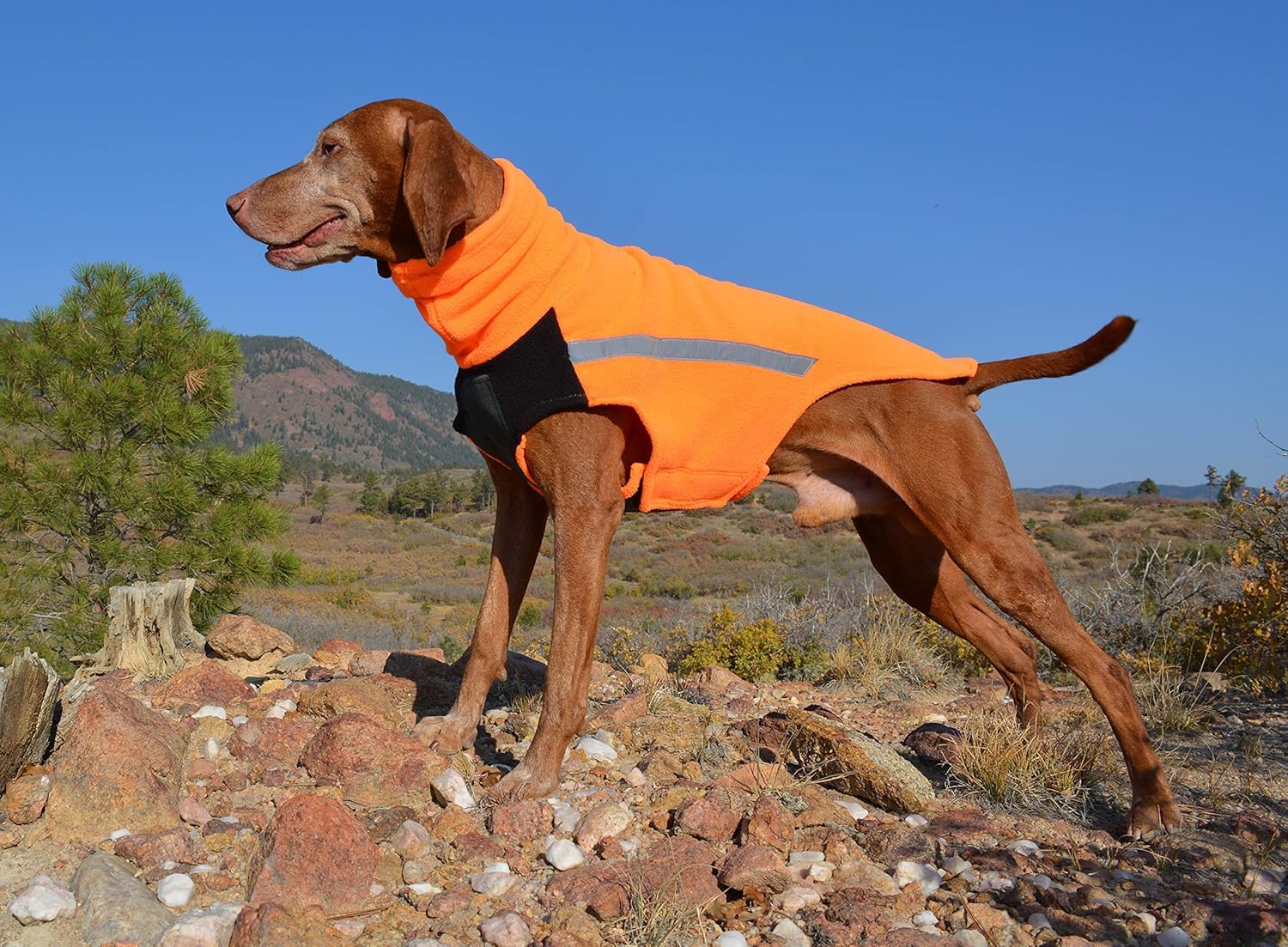 Vinter Vizsla Vest, Fleece, Winter Dog Jacket, Sport, Dog