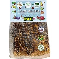 Clark&Co Organic 1500 Live Ladybugs - Good Bugs for Garden - Hippodamia Convergens Beetles - Guaranteed Live Delivery!