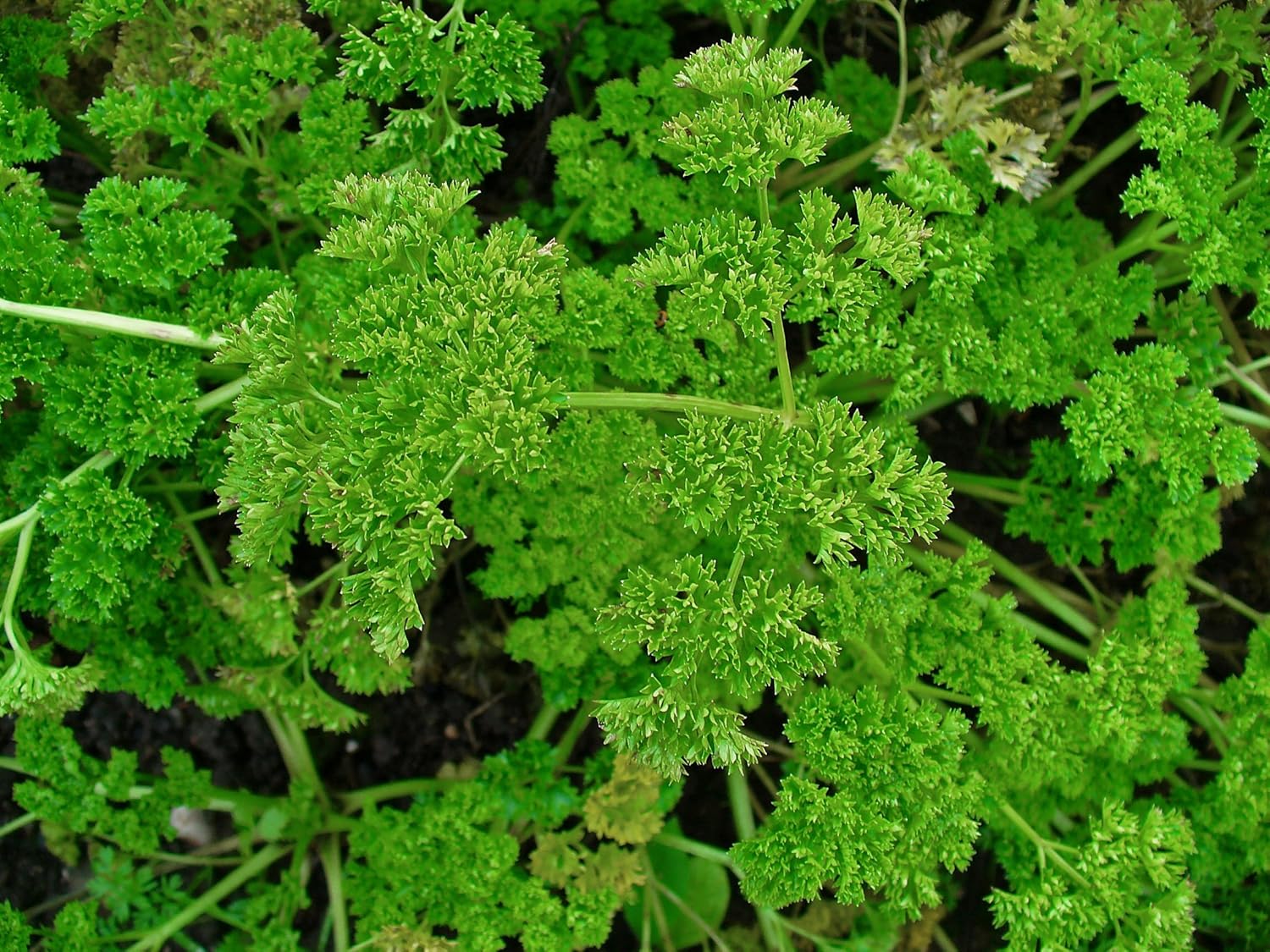 Moss Curled Parsley, Organic, 1g approx 650 seeds Amazon.co.uk Garden & Outdoors