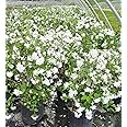 Philadelphus 'Buckley's Quill' (Mock Orange) Shrub, white flowers, #3 - Size Container