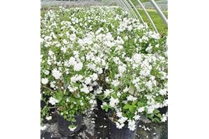 GREEN PROMISE FARMS Philadelphus 'Buckley's Quill' (Mock Orange) Shrub, white flowers, #3 - Size Container