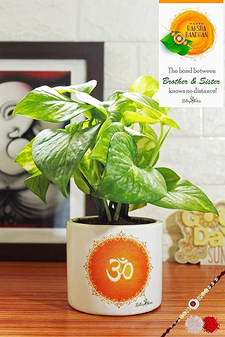 Rolling Nature Rakhi Combo of Air Purifying Good Luck Money Plant in White Barrel Om Divine Ceramic Pot