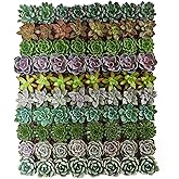 Shop Succulents Rosette Succulent Plant Pack Collection - Live Mini Succulent Plants, Low Maintenance, Floral Shaped Mix of Colors & Textures - Wedding and Party Favors, Gift & Garden, Pack of 32
