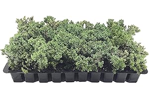 FLORIDA FOLIAGE Juniper Procumbens Nana - 30 Live Plants - Drought Tolerant Cold Hardy Evergreen Ground Cover