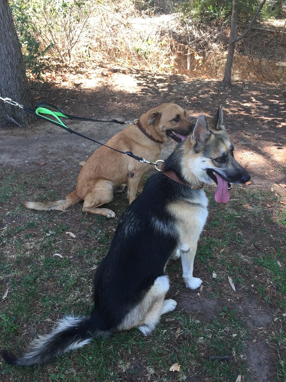 Vaun duffy double dog leash Clearance