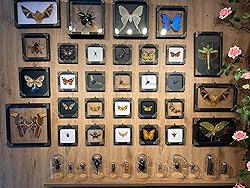 2 Real Scorpion Lanternfly Butterfly Glass Frames
