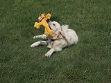 Petface Lion Plush Dog Toy - Lion Rope Body Puppy Toy for Dogs view 4
