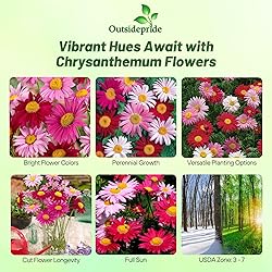 Outsidepride Robinson's Mix Chrysanthemum Seeds