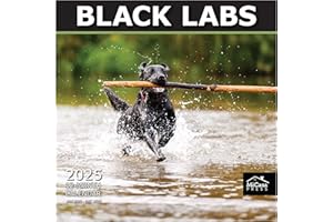 MICASA PRESS MICASA Black Labs 2025 Wall Calendar 12 Month | 12" x 24" Open | Thick & Sturdy Paper | Giftable | Calendar 2025
