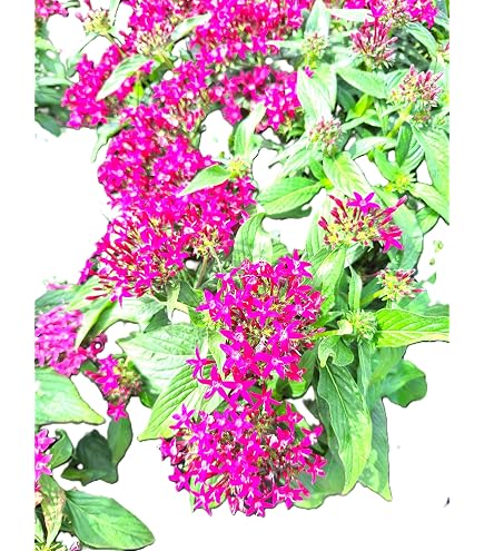 Amazon.com : Pentas (Pentas lanceolata) Egyptian Stars Mature Pink 14-inch  Blooming Plants. : Patio, Lawn & Garden