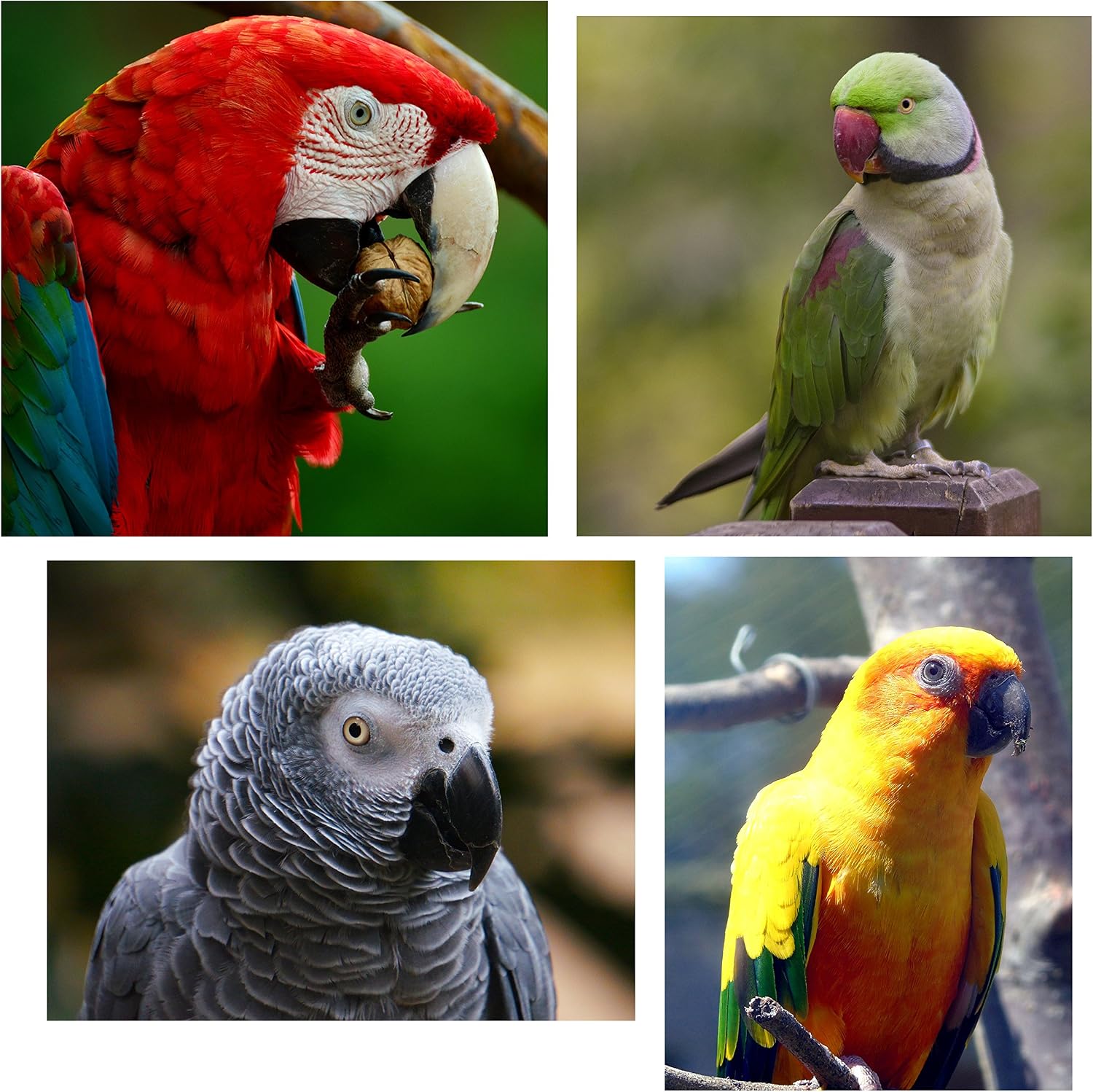 Best All In One Parrot Mix from Britten & James. 5 litre stay fresh tub. This superb mix has been created with no expense spared to be the very best balanced all in one food for your parrot - Image 4