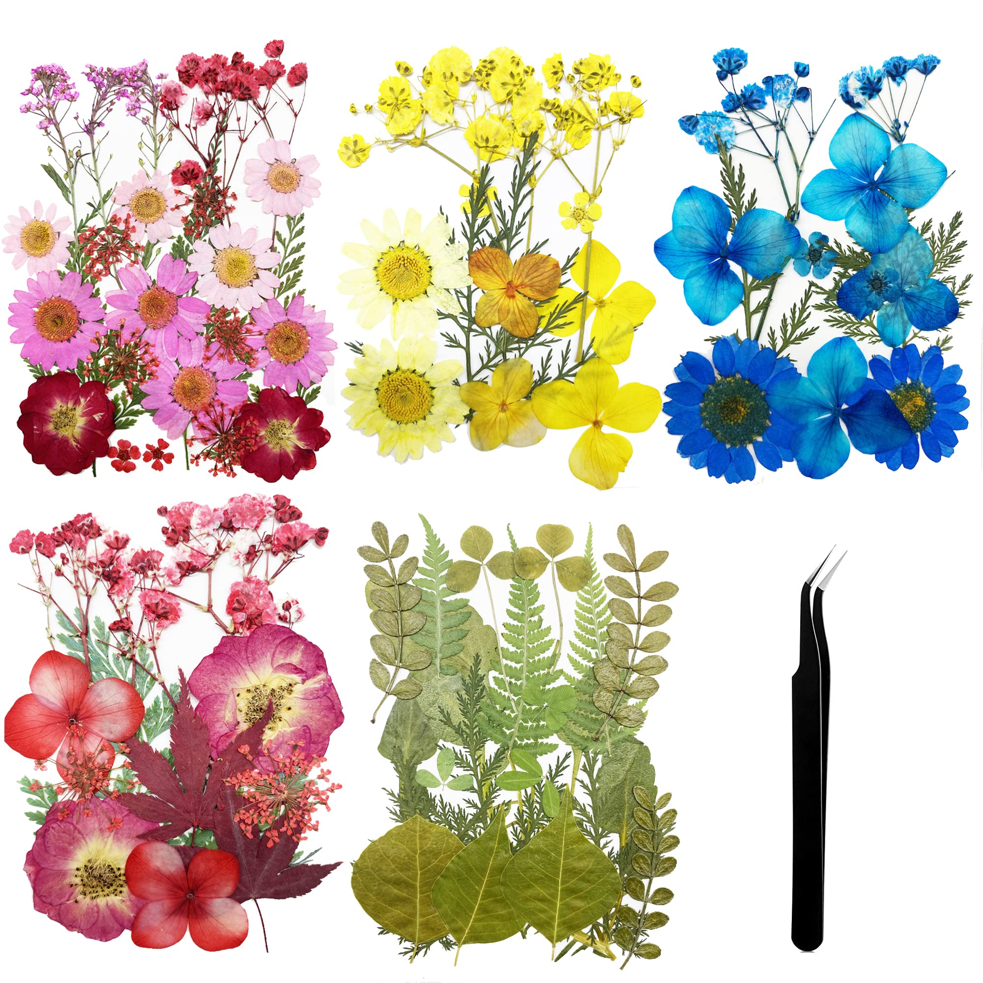 Cayway 5 Style Natural Dried Flowers and Leaves, With Tweezers and Scissors for Pressed Art DIY Decorations