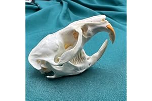 CLLOEAT Wholesale 1/2/3/5/10 pcs Taxidermy Real Animals Skulls, Real Bones Specimen, Supplies Art Bone Vet Medicine 1:1 Animal Bones (1pc,Muskrat Skull)