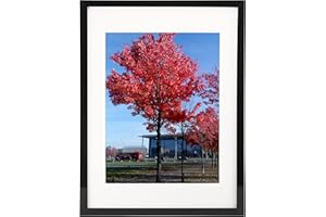 MEDOG 11x14 Picture Frame, Display Pictures 8x10 with Mat or 11x14 Without Mat for Certificate Poster and Photo Wall Hanging Photo Frame, Black, 1 Pack