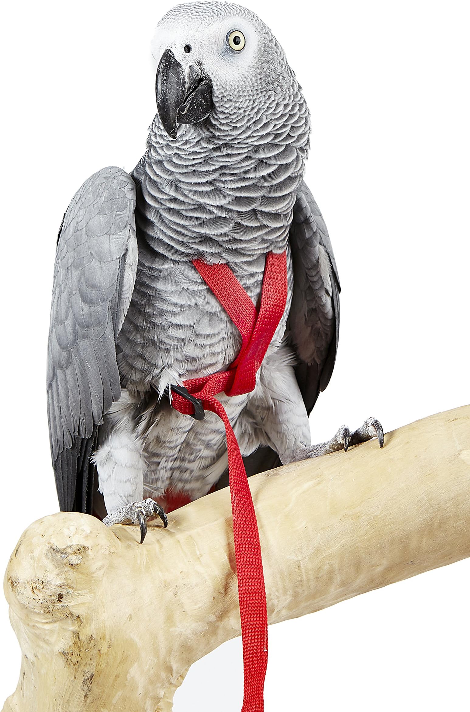 HappyBird Harness - Petit