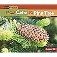 From Cone to Pine Tree (Start to Finish, Second Series)