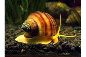 Aquatic Arts 5 B-Grade Mystery Snail Combo Pack | Aquarium Substrate Clearer / Nano Tank Filter | Safe with Betta / Tetra / Guppy Fish