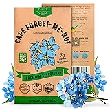 Cape Forget-Me-Not Seeds Pack 3G - Over 1,400