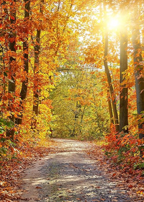 Fall Tree Fondale Autunno Arancione Alberi Bosco Halloween Tessuto Stampato Fotografia Sfondo G0295 Amazon It Fai Da Te