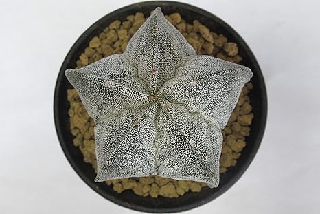 Amazon Co Jp サボテン アストロフィツム ミリオスティグマ 亀甲ランポー玉 ３号鉢 ホーム キッチン