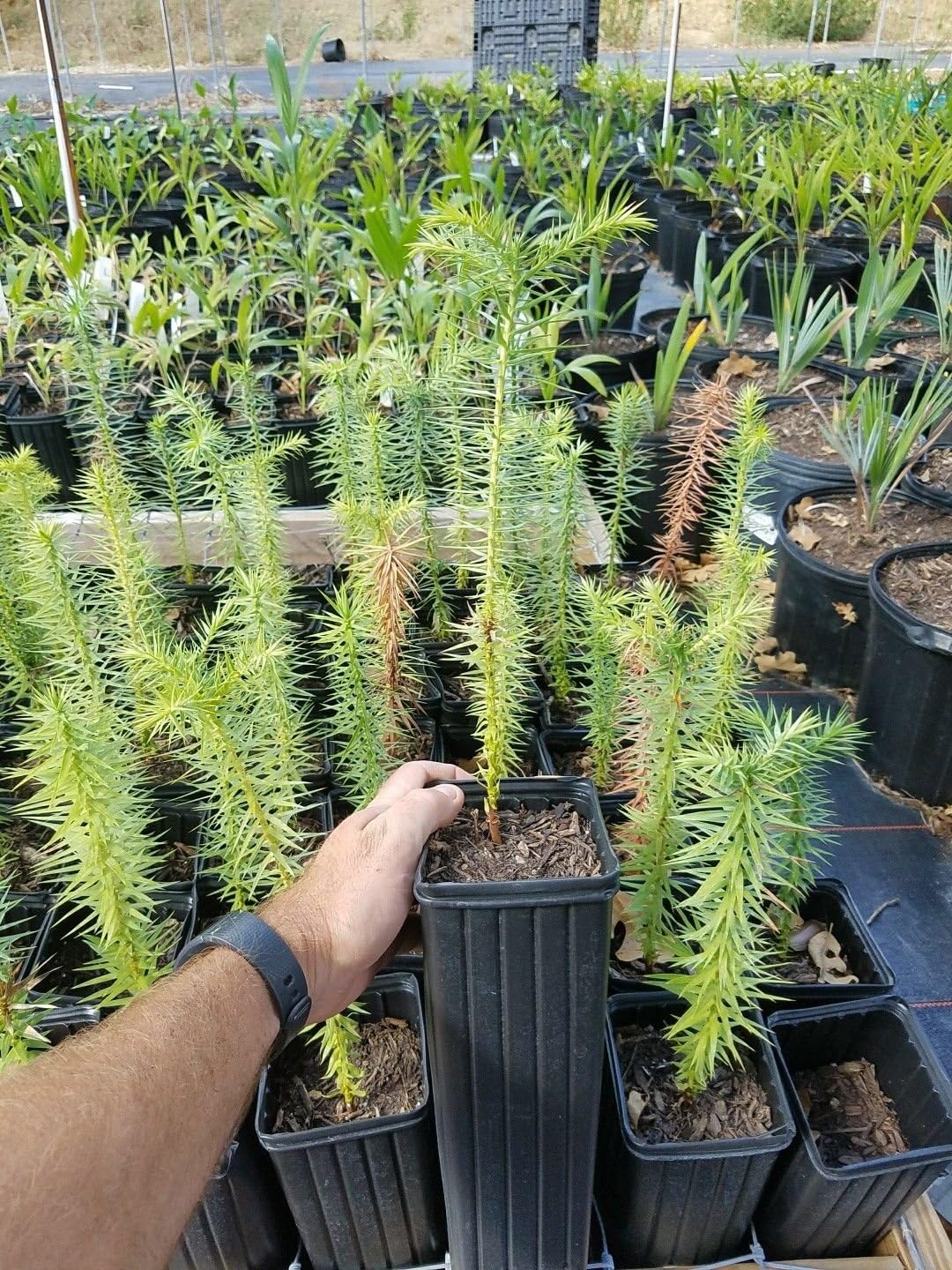 Araucaria Angustifolia Brazilian Monkey Puzzle Tree 2 Year old plant 1 gallon