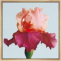 SIGNWIN Framed Canvas Wall Art Orange, Coral and Red Sweet Musette Iris Floral Flower Photography Realism Modern Closeup Colorful for Living Room, Bedroom, Office - 16