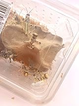 Livefoods4u Large Locust Live Food 2-3.5cm Mega Tub 25 for Reptiles view 7