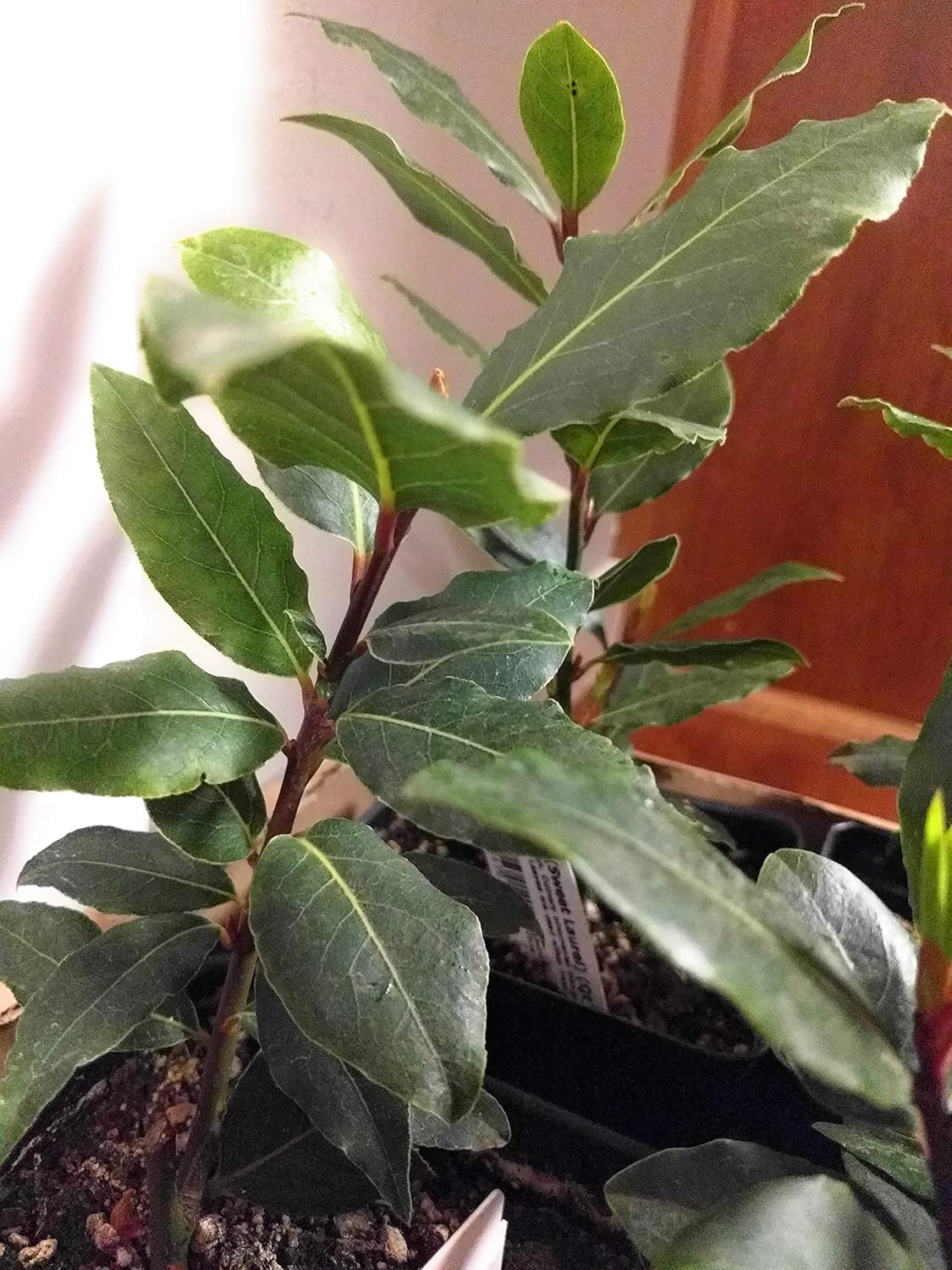 Laurus Nobilis Bay Leaf Tree Bay Laurel Or Sweet Bay Live