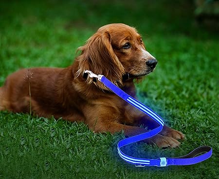 light up leashes for dogs