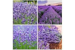 Premium Lavender Seeds,5000+Organic Lavender Seeds for Indoor & Outdoor Planting,Perennial Flower Gardening Seeds Attract Bee