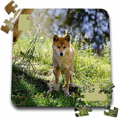 Amazon Danita Delimont 犬 オーストラリア Adelaide Cleland野生動物公園 ディンゴ 10 X 10インチパズル P 2 ジグソーパズル おもちゃ