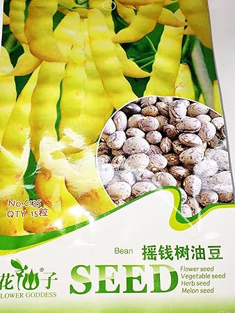 Amazon 種子 濃黄色インゲン豆 15粒入 野菜 Amazon 種子 濃黄色インゲン豆 15粒入 野菜