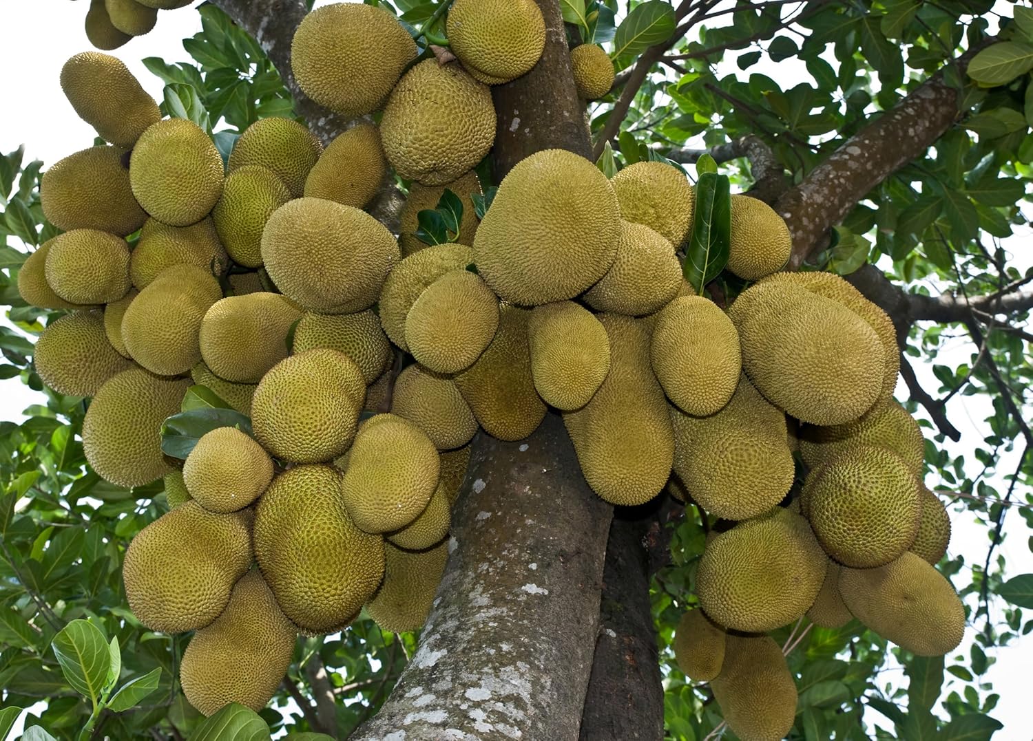 M-Tech Gardens 1 Healthy Rare Jackfruit Live Plant ' ALL SEASON ' Artocarpus heterophyllus Tropical Fruit Bud Plant: Amazon.in: Garden & Outdoors