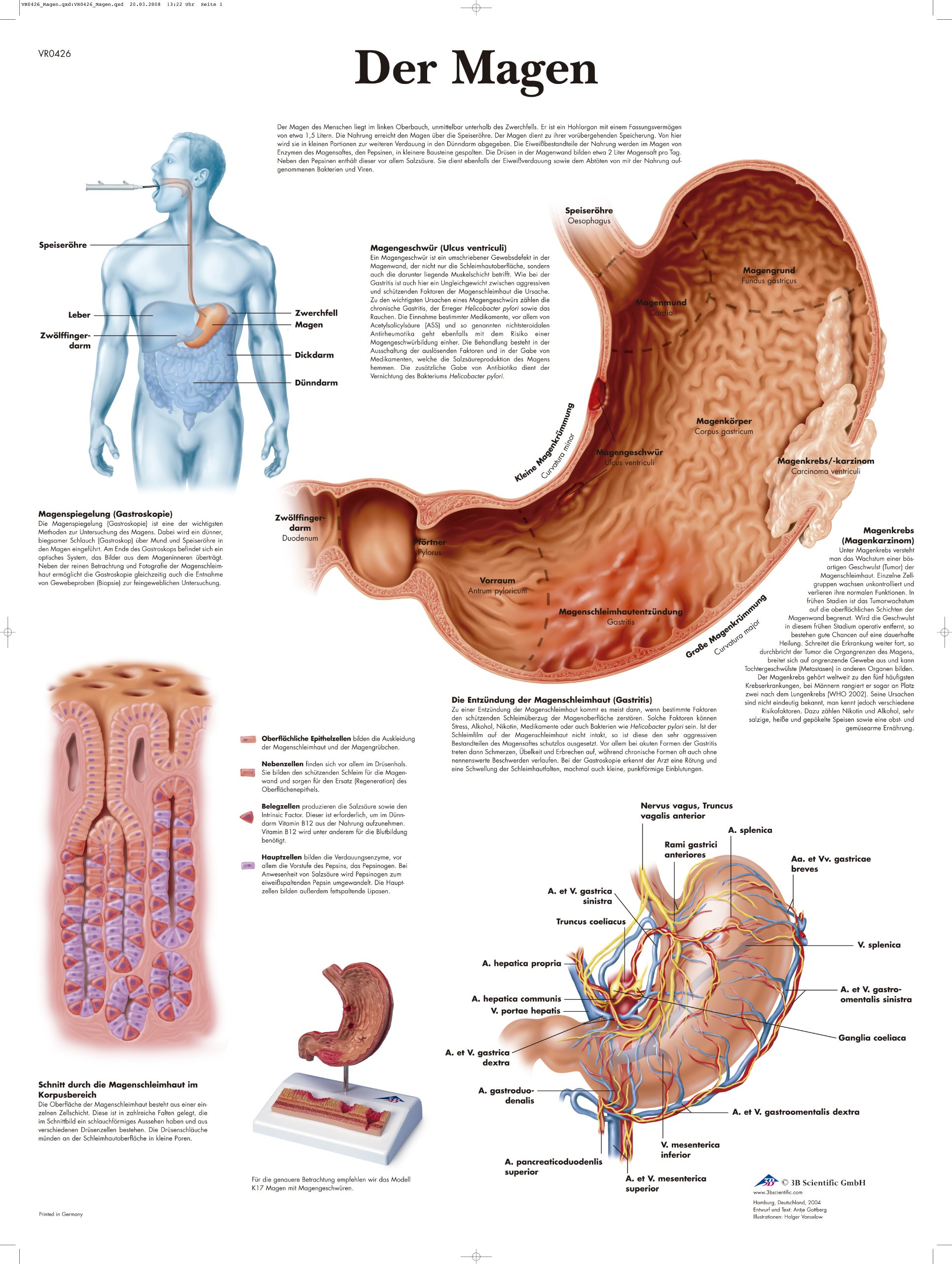 3B Scientific Anatomical Teaching Chart 'Der Magen'