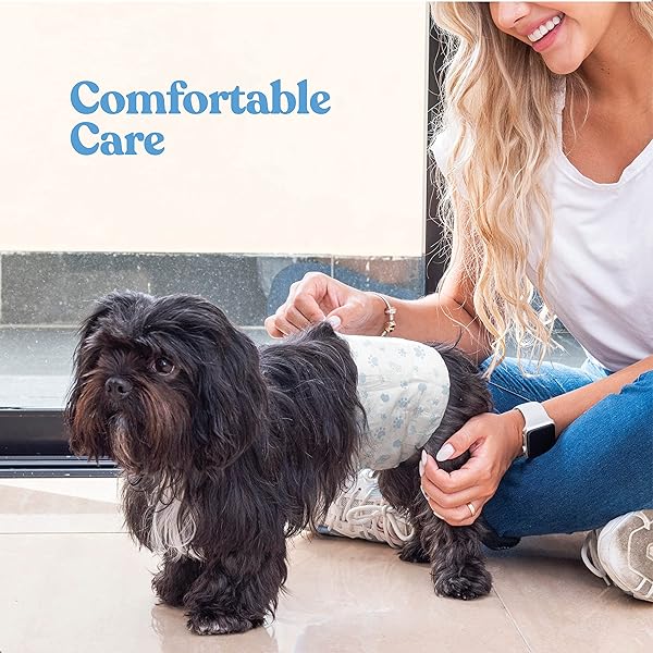 COMFORTABLE MALE DOG DIAPERS – 50-PACK SUPER ABSORBENT DISPOSABLE MALE DOG WRAPS- FLASHDRY GEL TECHNOLOGY, WETNESS INDICATOR DOGGIE DIAPERS- LEAKPROOF BELLY WRAPS FOR INCONTINENCE, EXCITABLE URINATION