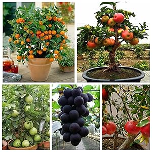 Green Gardens Dwarf Fruit Seeds Combo Orange,Apple, Grape, Pomegranate, Guava 5 seeds Each